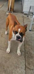 Lost Male Dog last seen Hoffpauir Rd Rayne, LA  70578, Lafayette Parish, LA 70578