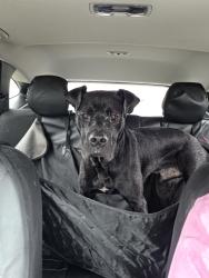 Found/Stray Male Dog last seen Davina , Houston, TX 77084
