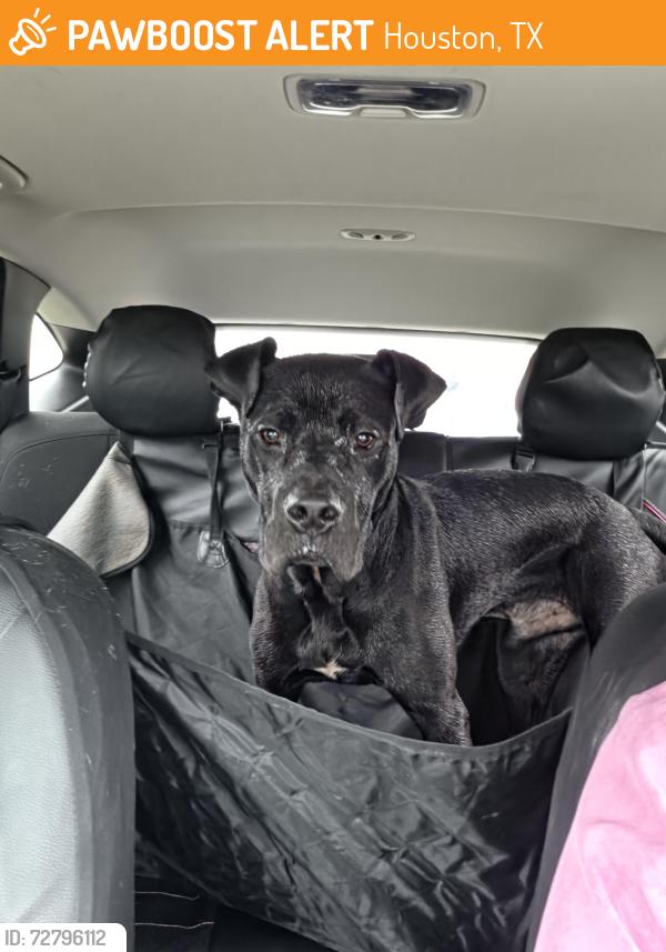 Found/Stray Male Dog last seen Davina , Houston, TX 77084