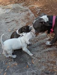 Lost Female Dog last seen Wolf branch 441 Mount Dora fl, Mount Dora, FL 32757