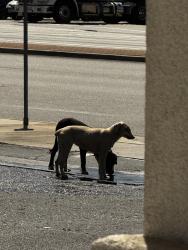 Found/Stray Female Dog last seen Citrus and Foothill, Fontana, CA 92335