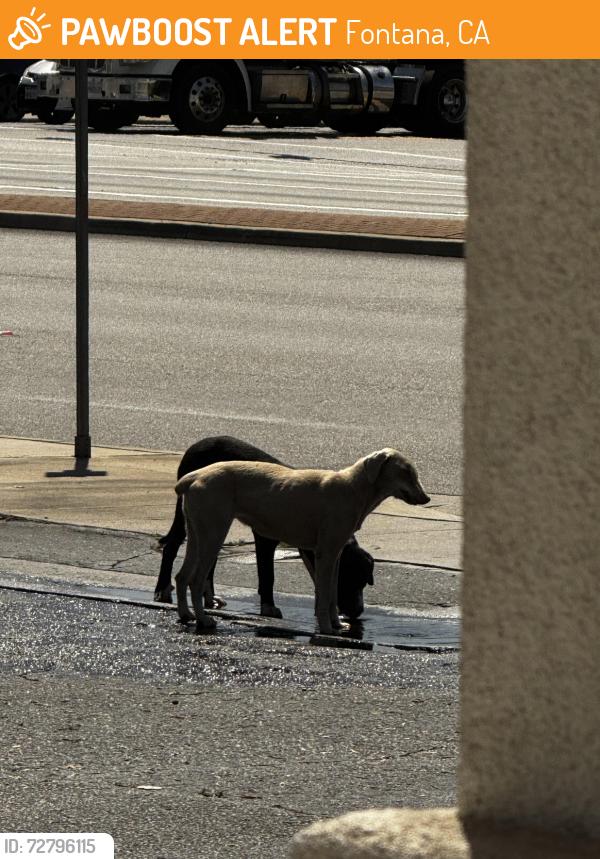 Found/Stray Female Dog last seen Citrus and Foothill, Fontana, CA 92335