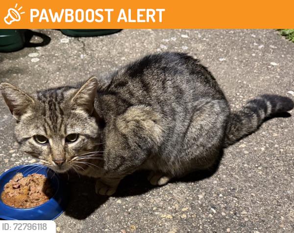 Found/Stray Male Cat last seen Brinklow village, Brinklow, England CV23 0NA