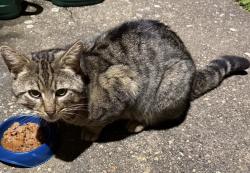 Found/Stray Male Cat last seen Brinklow village, Brinklow, England CV23 0NA