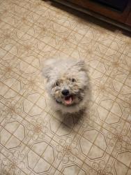 Found/Stray Female Dog last seen Burke & St Johns  Parkway , Visalia, CA 93292
