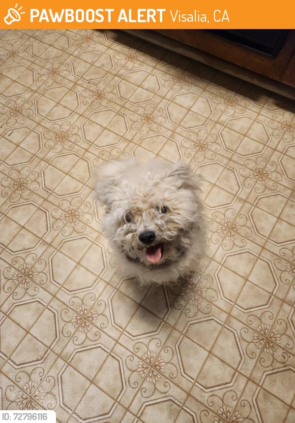 Found/Stray Female Dog last seen Burke & St Johns  Parkway , Visalia, CA 93292