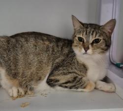 Shelter Stray Female Cat last seen , East Ridge, TN 37412