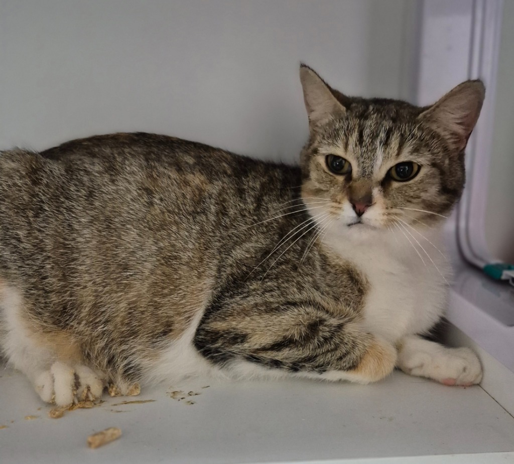 Shelter Stray Female Cat last seen , East Ridge, TN 37412