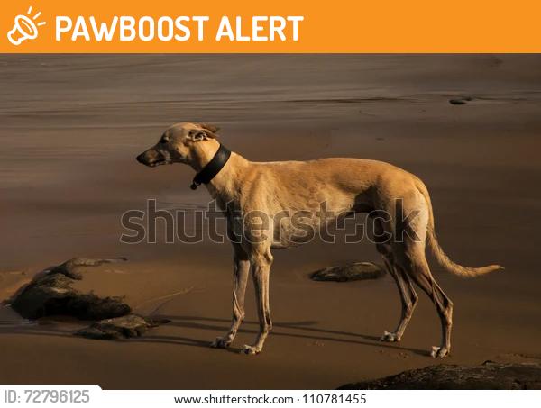 Found/Stray Unknown Dog last seen Burdenshot Rd and Woking Rd, Jacobs Well, England 