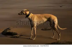 Found/Stray Unknown Dog last seen Burdenshot Rd and Woking Rd, Jacobs Well, England 