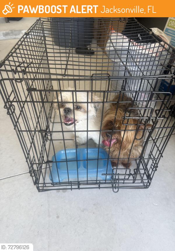 Found/Stray Unknown Dog last seen Normandy blvd, Jacksonville, FL 32205