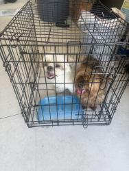 Found/Stray Unknown Dog last seen Normandy blvd, Jacksonville, FL 32205