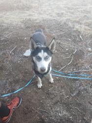 Lost Female Dog last seen Tamarac rd and South Hampden, Denver, CO 80237