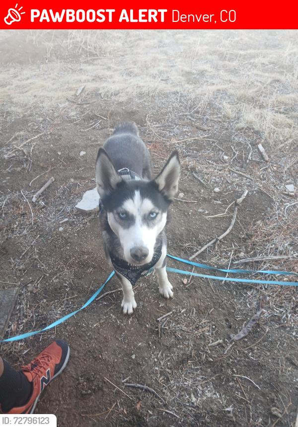 Lost Female Dog last seen Tamarac rd and South Hampden, Denver, CO 80237