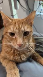 Lost Male Cat last seen McKown Rd & Stoneybrook Dr, Douglasville, GA 30134