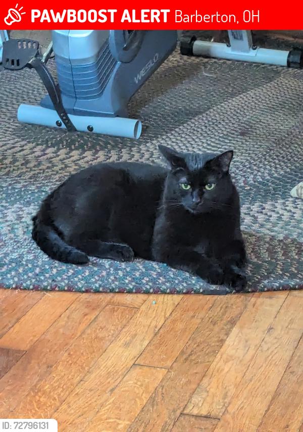 Lost Male Cat last seen Hiram, Barberton, OH 44203