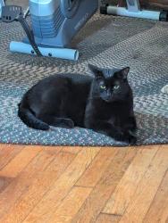Lost Male Cat last seen Hiram, Barberton, OH 44203