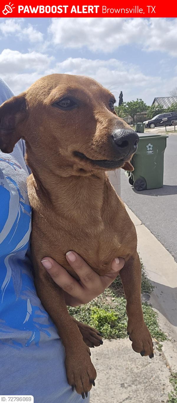 Lost Male Dog last seen Behind rivera high school, Brownsville, TX 78526