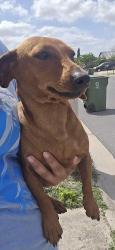 Lost Male Dog last seen Behind rivera high school, Brownsville, TX 78526
