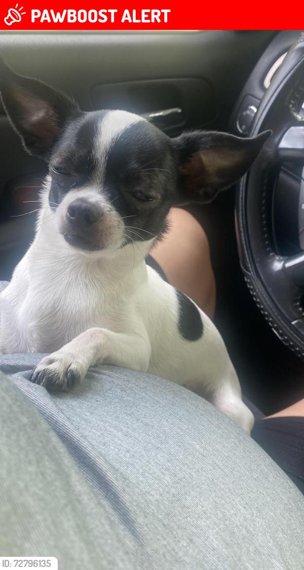 Lost Male Dog last seen Greeley road end fire hse road , Greater Landover, MD 20785
