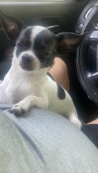 Lost Male Dog last seen Greeley road end fire hse road , Greater Landover, MD 20785