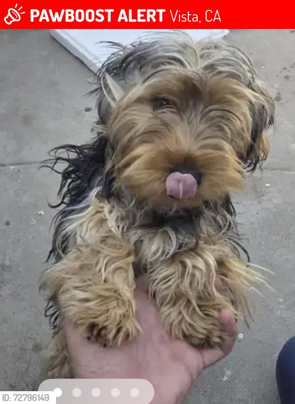 Lost Female Dog last seen Lemon Ave and Raintree Pl, Vista, CA 92084