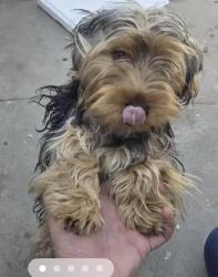 Lost Female Dog last seen Lemon Ave and Raintree Pl, Vista, CA 92084