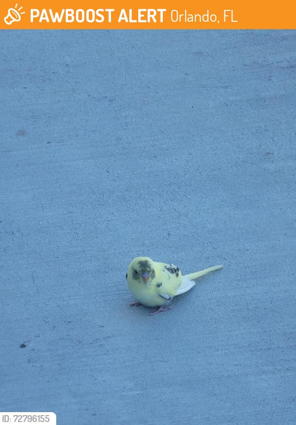 Found/Stray Unknown Bird last seen Bainbridge Sand Lake, Orlando, FL 32819
