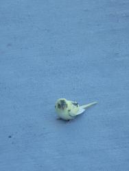 Found/Stray Unknown Bird last seen Bainbridge Sand Lake, Orlando, FL 32819