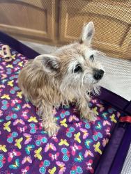 Found/Stray Female Dog last seen Olive and locan, Fresno, CA 93737