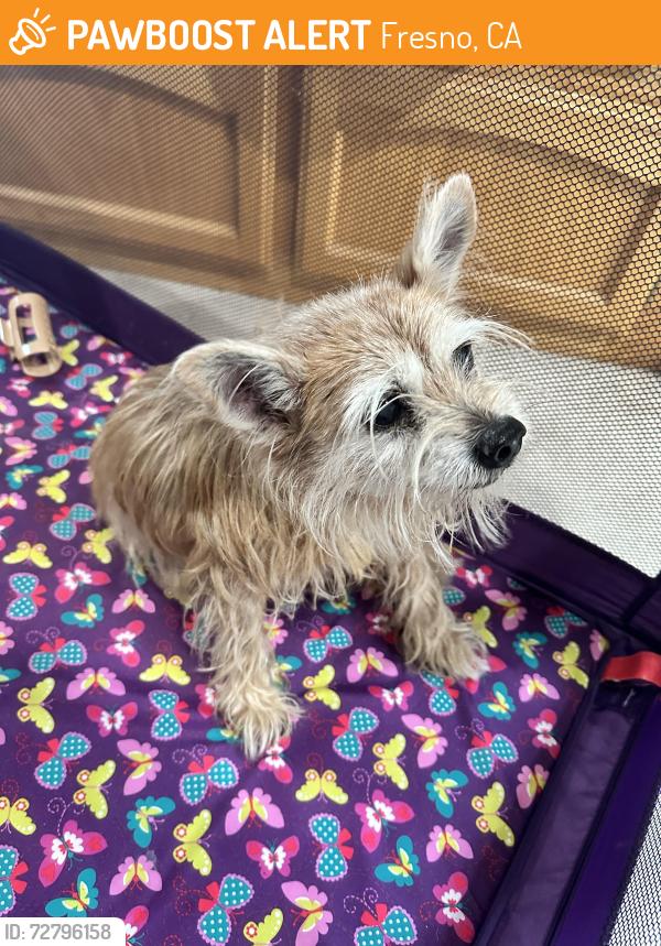 Found/Stray Female Dog last seen Olive and locan, Fresno, CA 93737