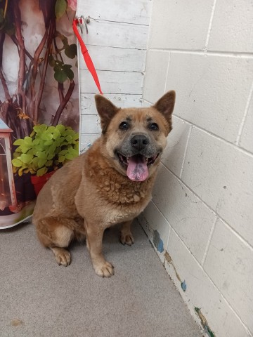 Shelter Stray Female Dog last seen COOLEY AND RICHARDSON, San Bernardino, CA 92401