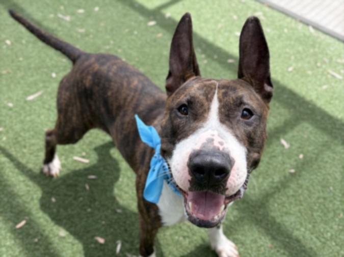 Shelter Stray Male Dog last seen , San Pedro, CA 90731