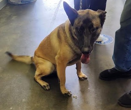 Shelter Stray Female Dog last seen , Los Angeles, CA 90047