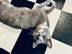 Reunited Female Cat last seen McDonald’s , Fredericksburg, VA 22401