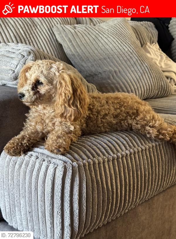 Lost Female Dog last seen Ingulf st/ Erie st, San Diego, CA 92110