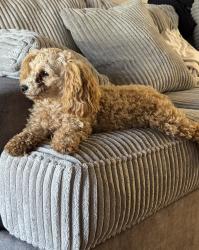 Lost Female Dog last seen Ingulf st/ Erie st, San Diego, CA 92110
