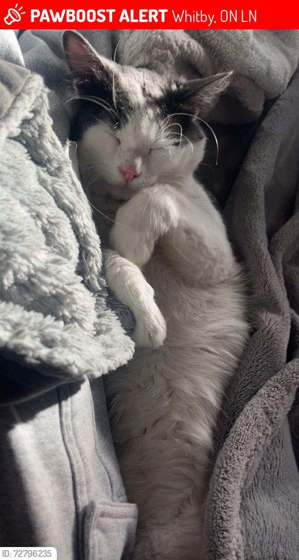 Lost Male Cat last seen Manning and Brock Whitby, Whitby, ON L1N