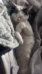 Lost Male Cat last seen Manning and Brock Whitby, Whitby, ON L1N