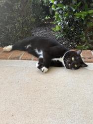 Found/Stray Unknown Cat last seen Caesers Head , Waxhaw, NC 28173
