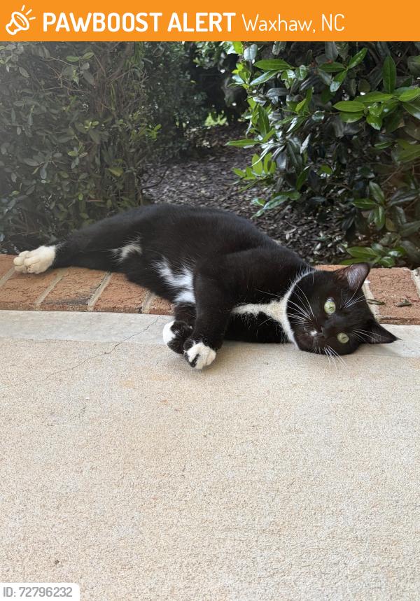 Found/Stray Unknown Cat last seen Caesers Head , Waxhaw, NC 28173