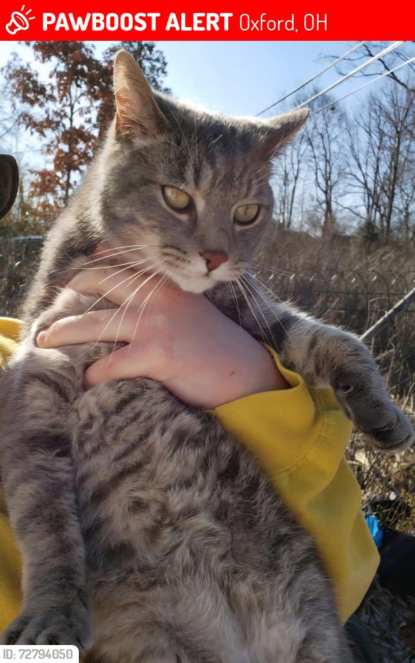 Lost Male Cat last seen West vine street, Oxford, OH 45056