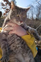 Lost Male Cat last seen West vine street, Oxford, OH 45056