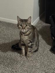 Lost Male Cat last seen 72nd & Waller Road , Tacoma, WA 98443