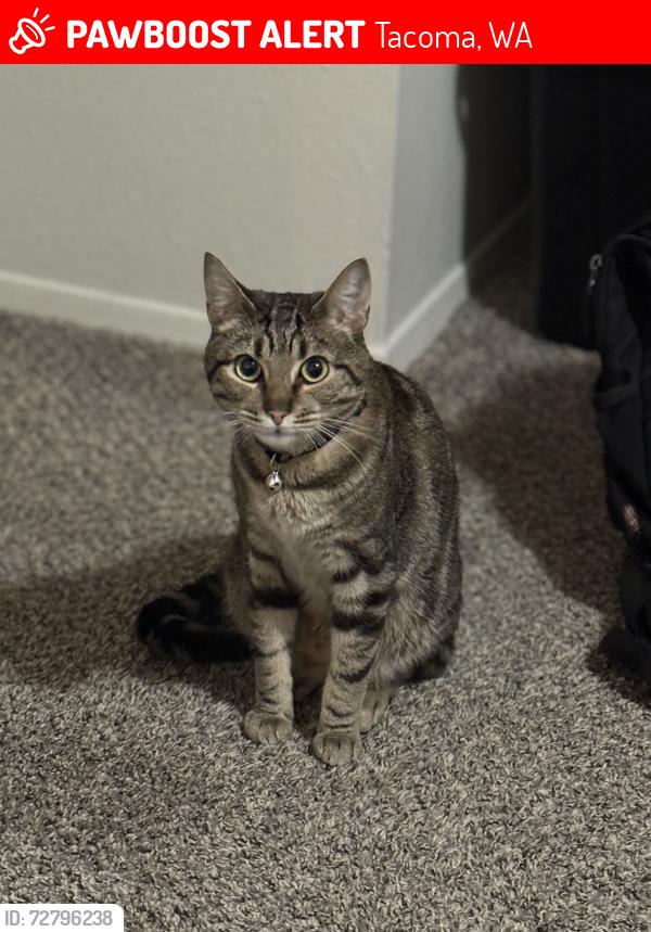 Lost Male Cat last seen 72nd & Waller Road , Tacoma, WA 98443
