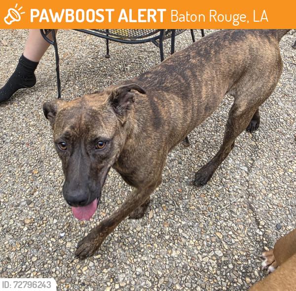 Found/Stray Female Dog last seen Parkforest dr., Baton Rouge, LA 70816
