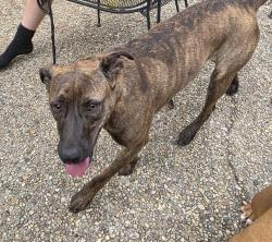 Found/Stray Female Dog last seen Parkforest dr., Baton Rouge, LA 70816