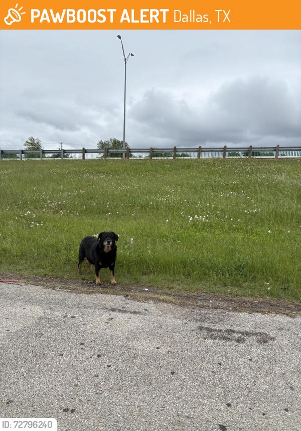 Found/Stray Unknown Dog last seen off hwy 175 and elam rd, Dallas, TX 75217