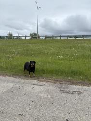 Found/Stray Unknown Dog last seen off hwy 175 and elam rd, Dallas, TX 75217