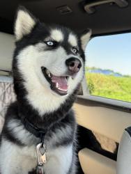Lost Female Dog last seen Jenner road , Chandler, IN 47610